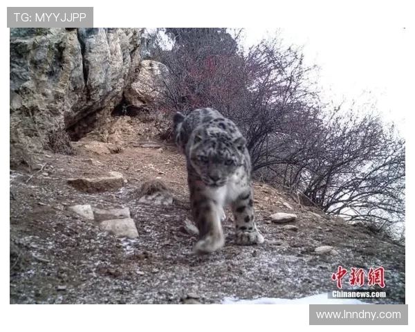 天山雪豹与四川的生态对决探秘自然保护与生物多样性的重要性